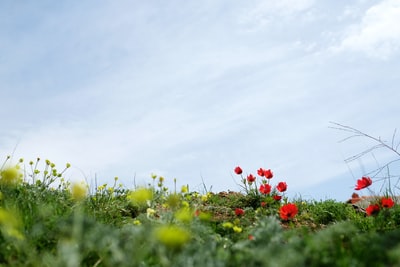 红花浅焦照片